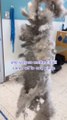 Dog Groomer Grooms Dog With Severely Matted Coat