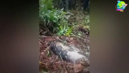 Wanita di telan Ular Piton Raksasa Saat Berada Dikebun Karet!!
