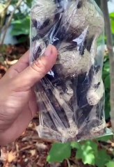 Mancing pakai jangkrik