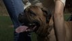 North Carolina Shelter Writes Hilariously Honest Adoption Post For "Hot Mess" Mastiff