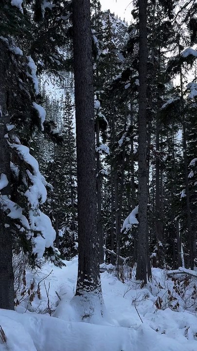Pine Marten Hunting Douglas Squirrel Around Pine Tree