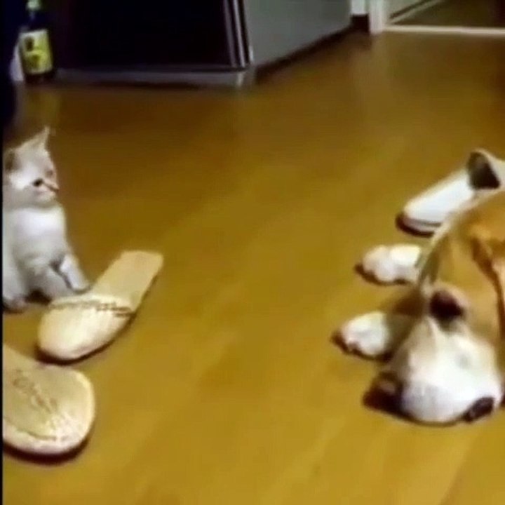 play cat and dog