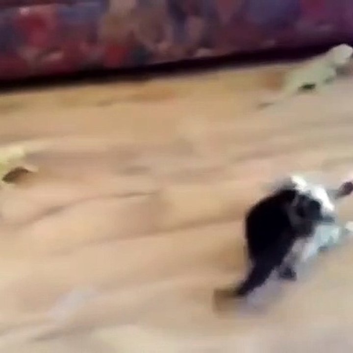 cat jumping up and down in surprise