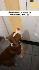 Vamos al parque, sí o sí, humana...