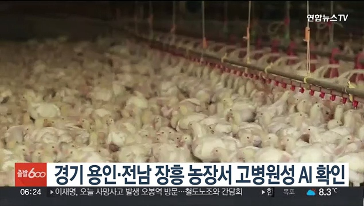 경기 용인·전남 장흥 농장서 고병원성 AI 확인