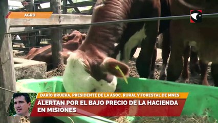 Alertan por el bajo precio de la hacienda en Misiones