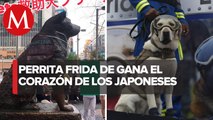 En Japón honran a Frida, la perrita rescatista en el sismo de 2017