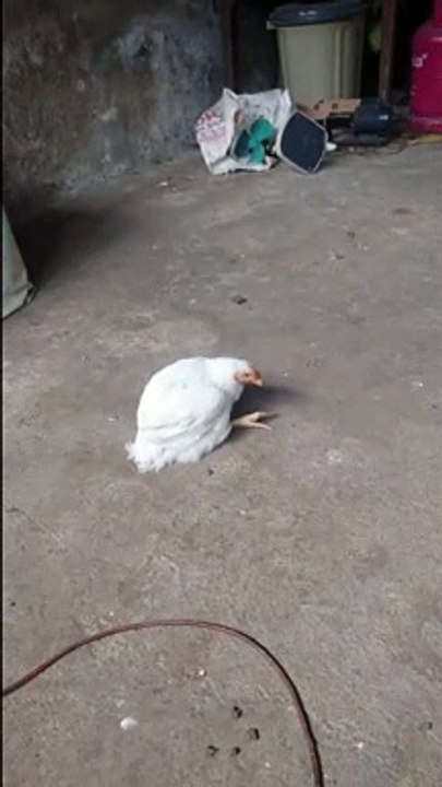 cita cita dan masa depan ayam