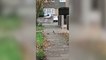 ‘Brave’ rat fights off two magpies after being attacked in street