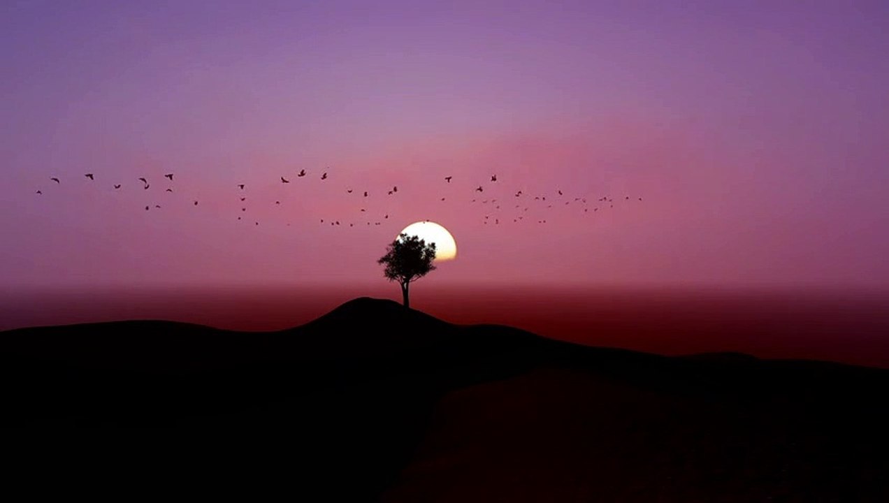 Matahari h senja -mixkit-flock-flying-around-a-tree-during-sunset-34007-medium