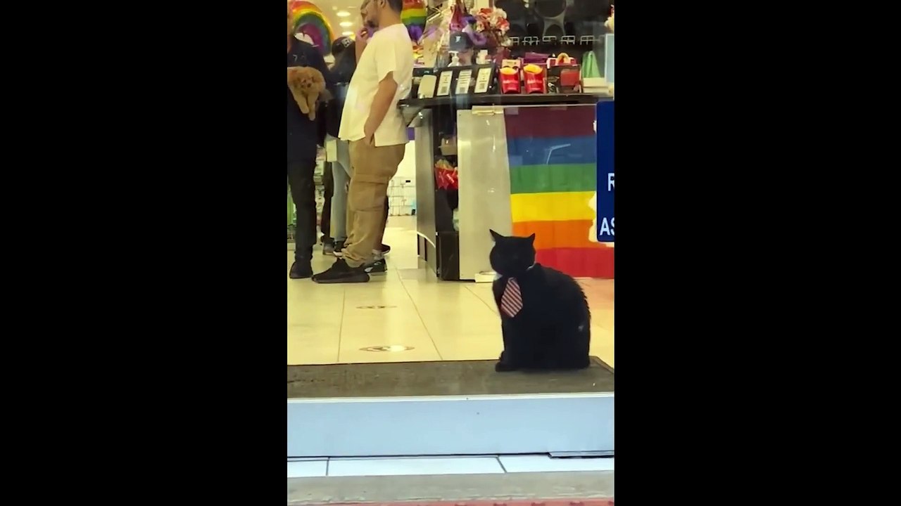 Funny Animal Videos 2022   # 4