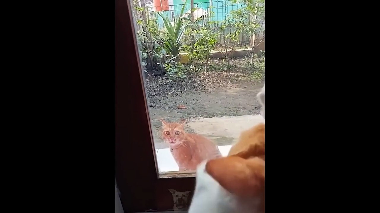 Funny Animal Videos 2022   # 6