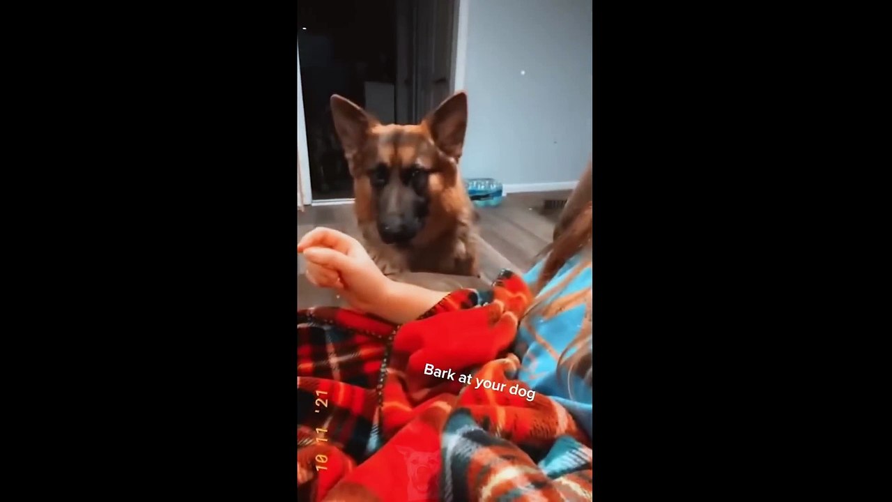 Funny Animal Videos 2022   # 8