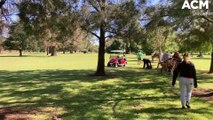 Cowra Golf Course flood damage|November 17, 2022|Cowra Guardian
