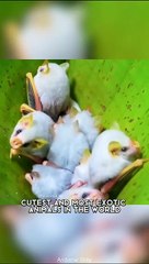 08.Honduran White Bat  One Of The Cutest And Exotic Animals In The World