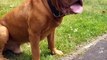 09.French Mastiff  One Of The Biggest Dog Breeds In The World