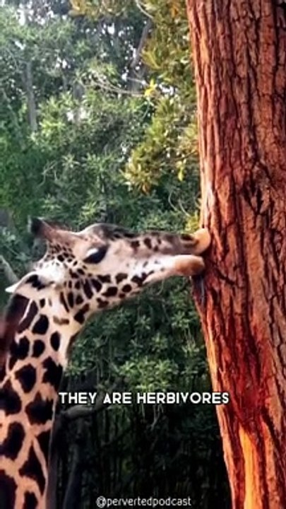 10.Giraffe  The Tallest Animal In The World