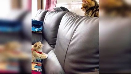 Baby Cats - Cute and Funny Cat Videos Compilation #9 _ Aww Animals (1)