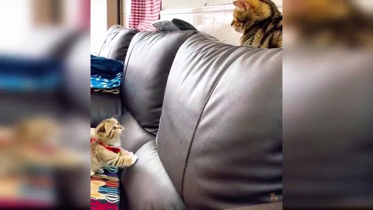 Baby Cats - Cute and Funny Cat Videos Compilation #9 _ Aww Animals (1)