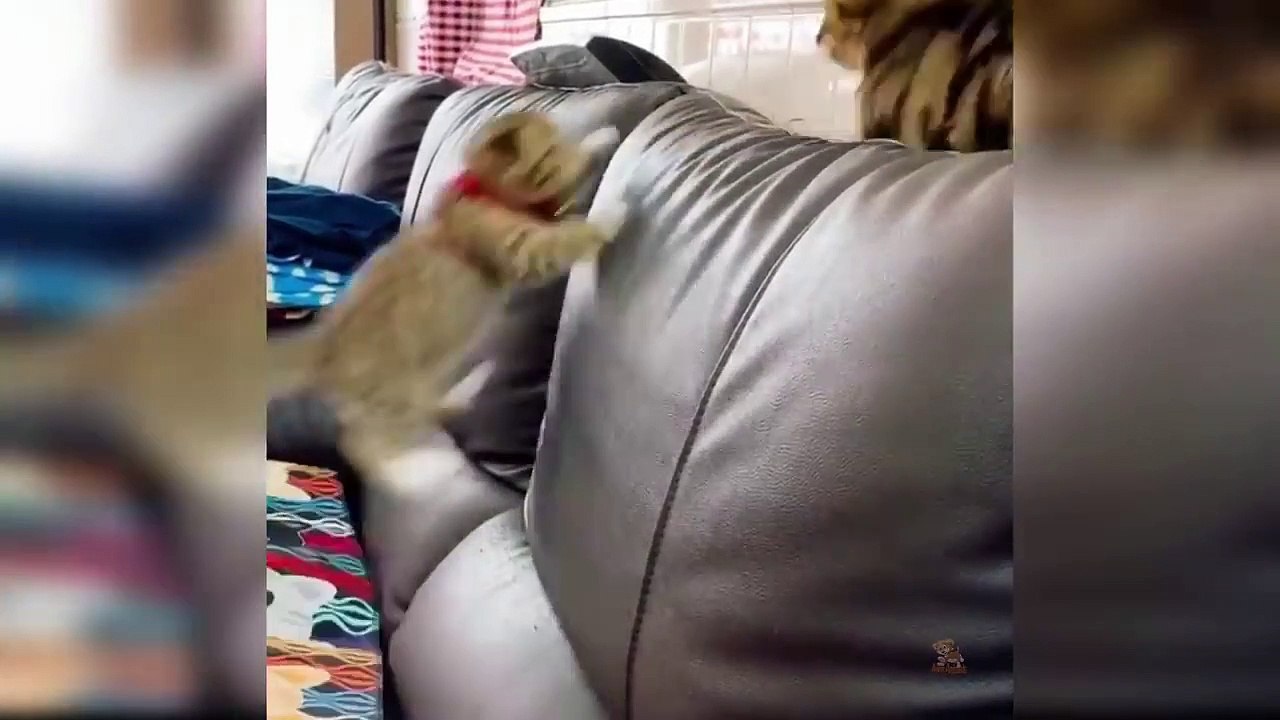 Baby Cats - Cute and Funny Cat Videos Compilation #27 _ Aww Animals
