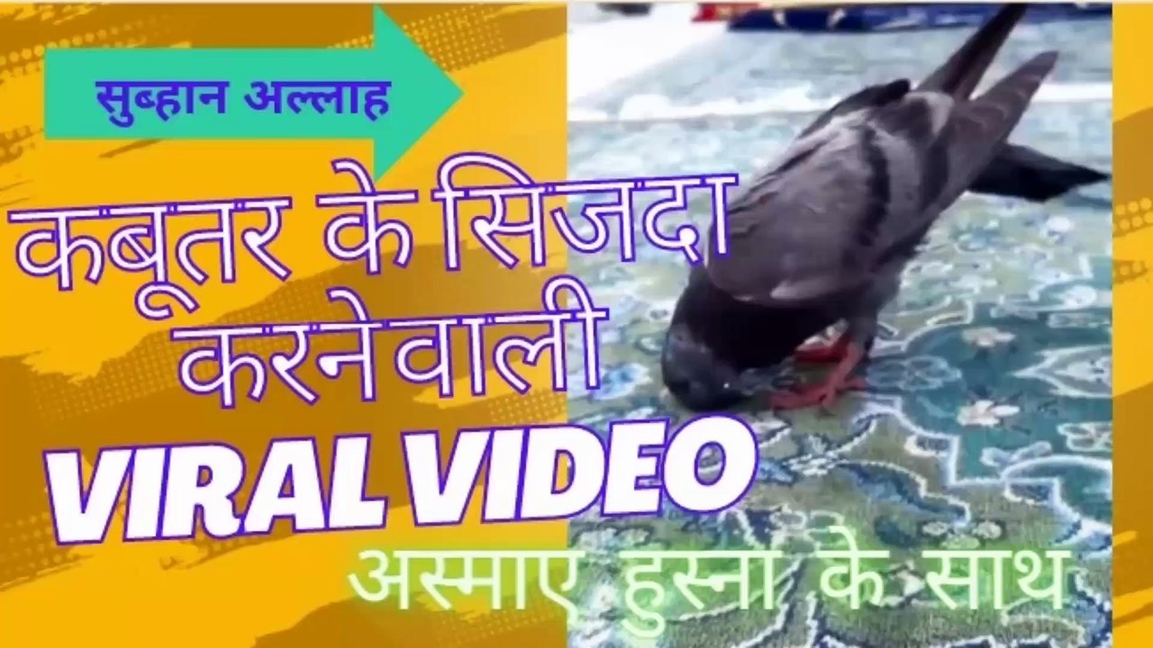 kabootar ke sajda karnewali viral video । कबूतर के सज्दा करनेवाली वाइरल विडियो । Subhan Allah