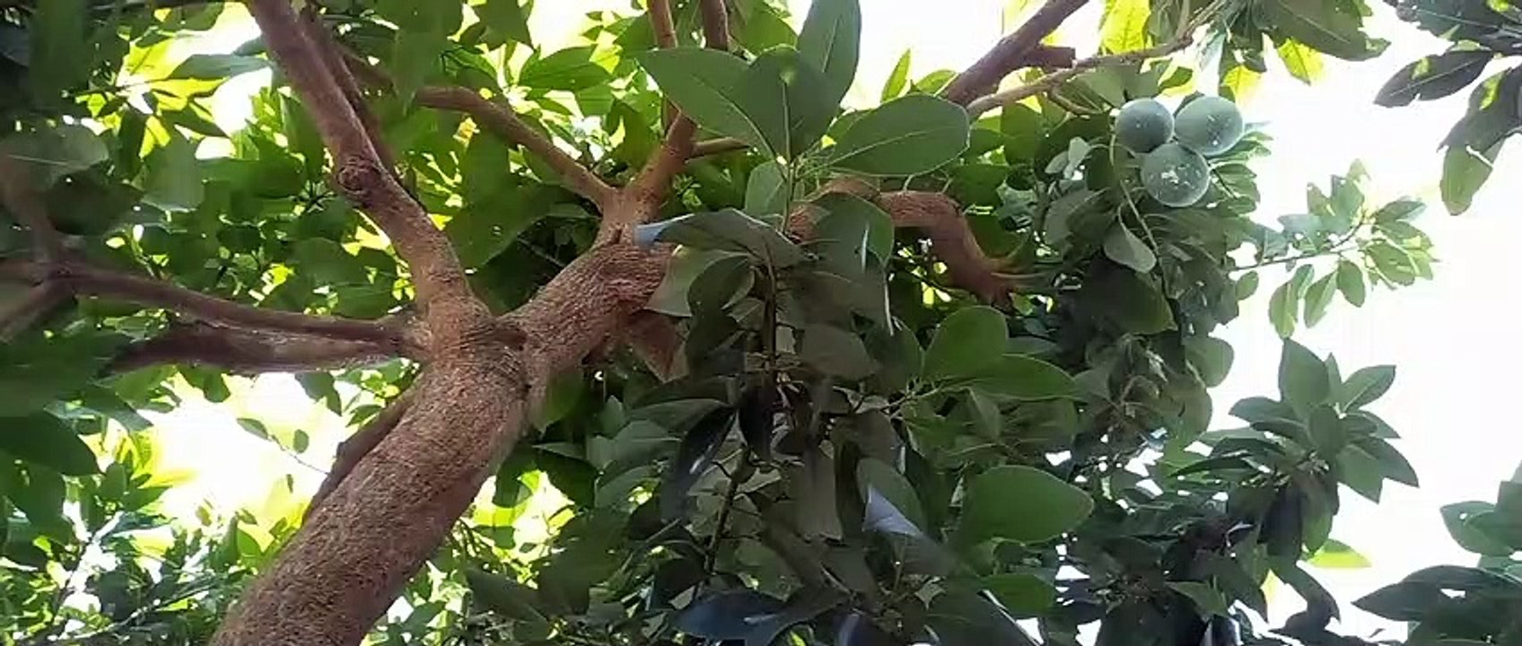 Pemandangan!
