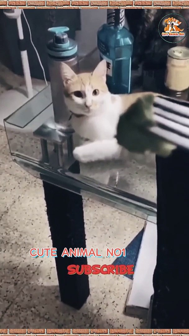 funny cat  cat video