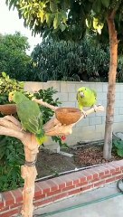 Parrots Talking Video