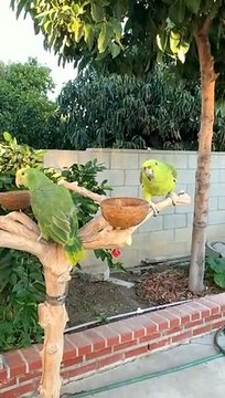 Parrots Talking Video