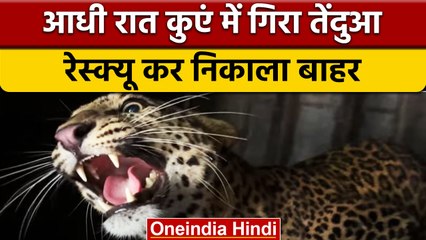 Nasik: कुएं में गिरा Leopard, वन अधिकारियों ने किया रेस्क्यू, देखिए Video | वनइंडिया हिंदी | *News