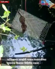 बिबट्या पडला विहिरीत