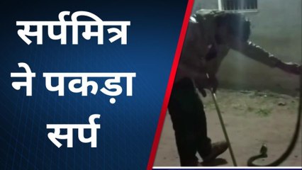 उमरिया: घर में निकला भयंकर विषैला ब्लैक कोबरा सांप, मचा हड़कंप, देखें फिर कैसे हुआ रेस्क्यू