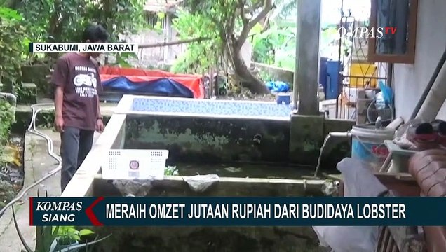 Kiat Pemuda Sukabumi Raih Omzet Jutaan Rupiah dari Budidaya Lobster Air Tawar!