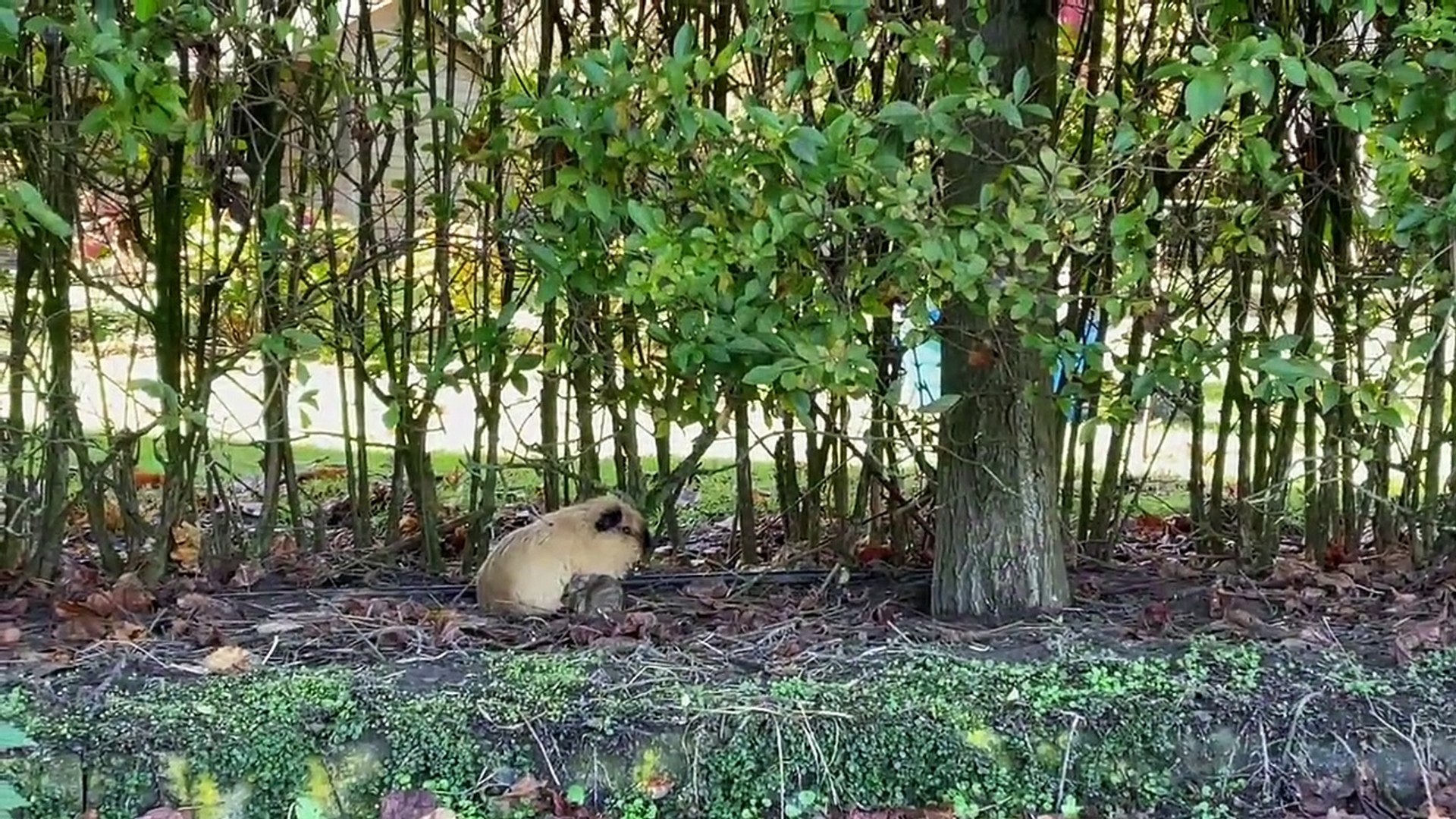 ⁣Guinea pigs exit and enter the tube
