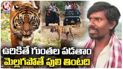 People Living Under The Fear Of Tigers Wandering At Pen Ganga River | Adilabad Dist | V6 News