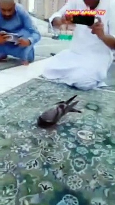 VIRAL 2023 bowing bird