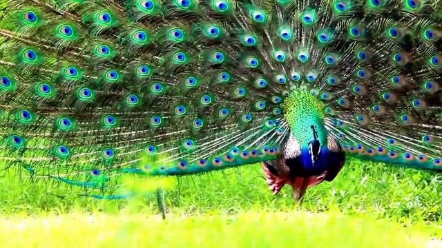 MENGENAL BERMACAM-MACAM SUARA HEWAN - harimau, beruang, kucing hutan, zebra, kuda, lumbalumba, badak