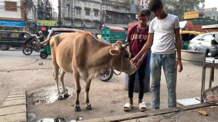 Un virus amenaza en la India a las vacas, un animal sagrado para el hinduismo