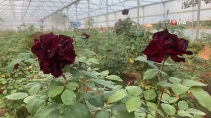 Halfeti'nin simgesi karagülde hasat dönemi