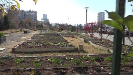 Çankaya Belediyesi Kent Tarım Hobi Evleri'nde Eğitimler Sürüyor