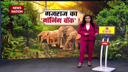 Jharkhand Breaking : Jharkhand के सराइकेला में दिखा जंगली हाथी.. जंगल से भटक कर शहर पहुंचा |