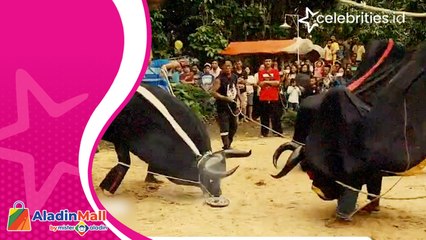 Atraksi Bantengan Kental Nuansa Magis, Kerasukan Arwah Leluhur