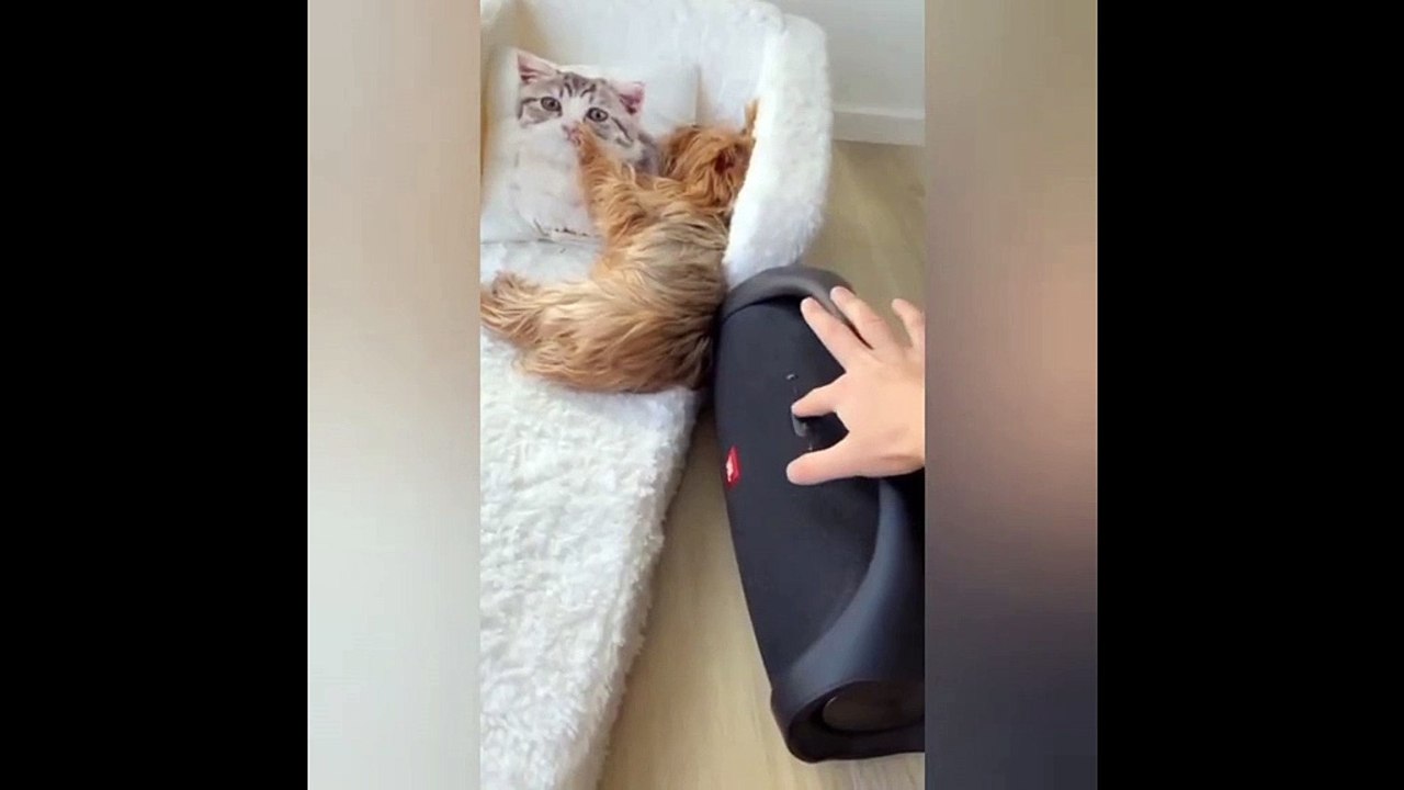 funny dog  reaction