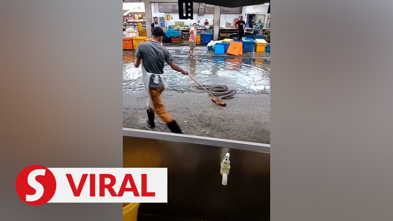 Huge snake surfaces outside Klang eatery after flash floods