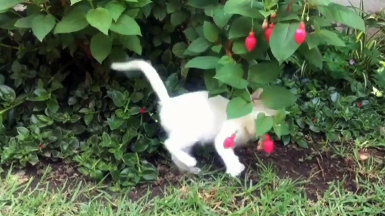 Funny Animal Videos Super Cute And Funny Cat videos