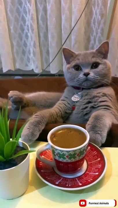 Best Funny Animal Videos 2022  Funniest Dogs And Cats Videos