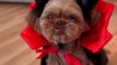 Two Shih Tzus Dressed Up as Vampires