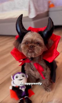 Two Shih Tzus Dressed Up as Vampires