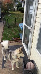 Smart Husky Foiled by Self Closing Door