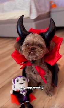 Two Shih Tzus Dressed Up as Vampires